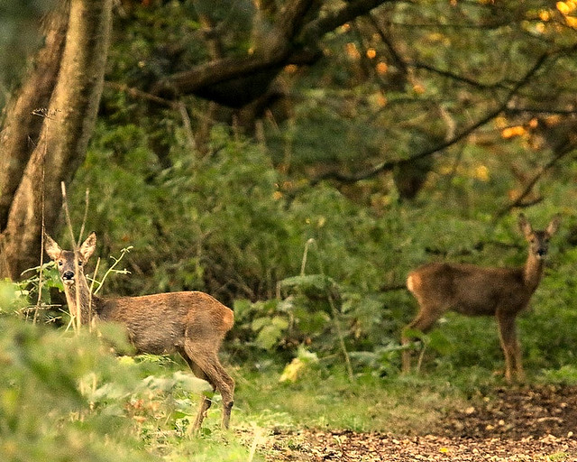 354 of Year 7 - Two Roe deer at first light