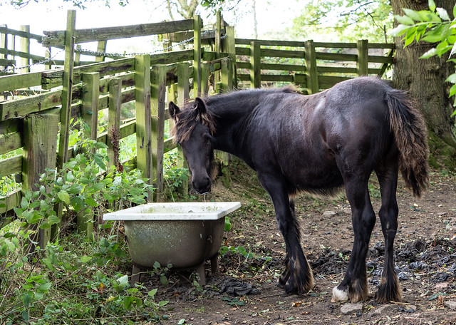 A drinking horse, a day out, a walk around Sacriston.