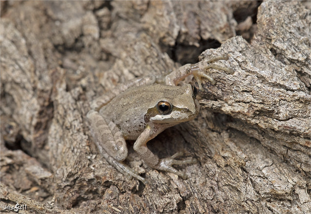 Baja California Tree Frog (Pseudacris hypochondriaca)