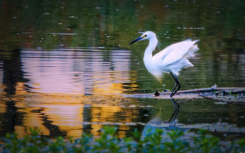 bird sunrise reflections pond egret snowyegret olympus