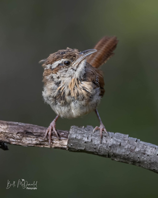 Carolina Wren