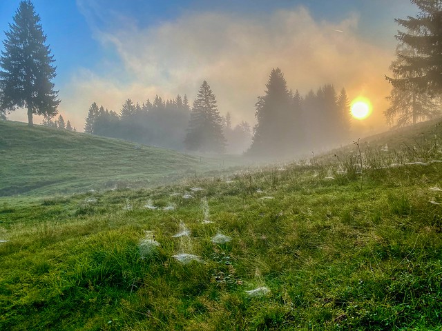 Spiderwebs in the morning mist on Hocheck mountain near Oberaudorf in Bavaria, Germany
