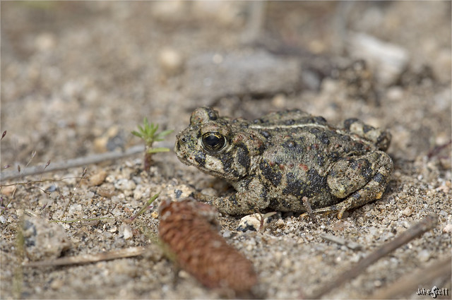 California Toad (Anaxyrus [Bufo] boreas halophilus)