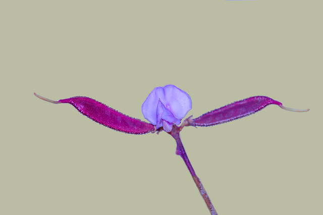 Flying Purple Hyacinth Been