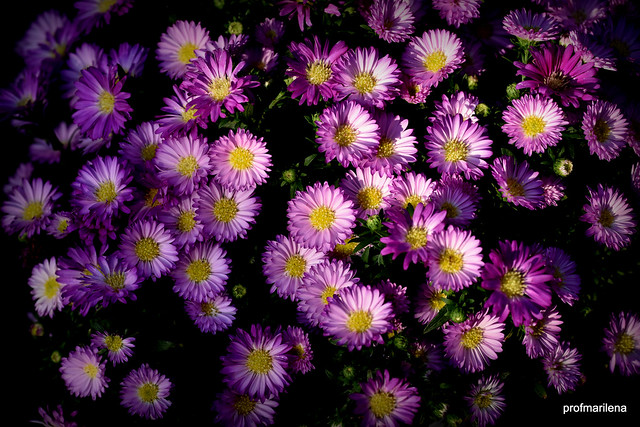 DSC_5275-01  pink Asters in the sun