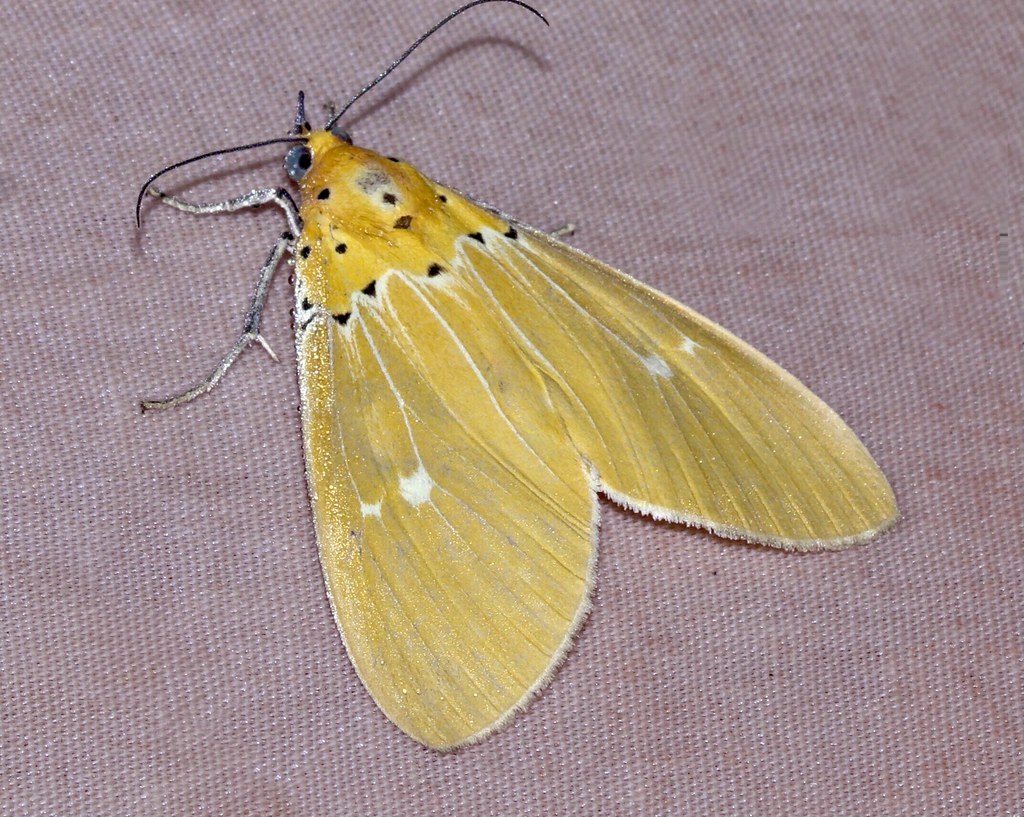 ecosystem/fauna/Erebid Moth (Asota sericea)