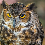 Great horned owl 
