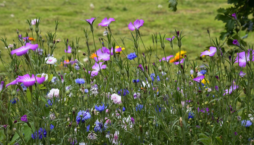 Blühbeet im Juli - Kornraden (Agrostemma githago), Kornblumen (Cyanus segetum), Flockenblumen (Centaurea sp.); Bergenhusen, Stapelholm (2)