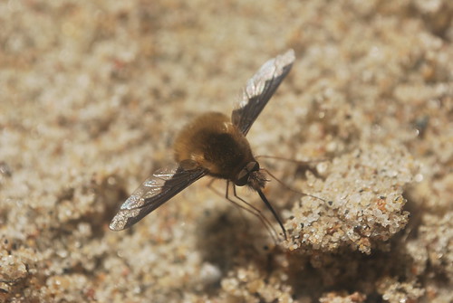 Greater Bee Fly A Greater Bee Fly (Bombylius major) pictured in Dekalb County Missouri.
