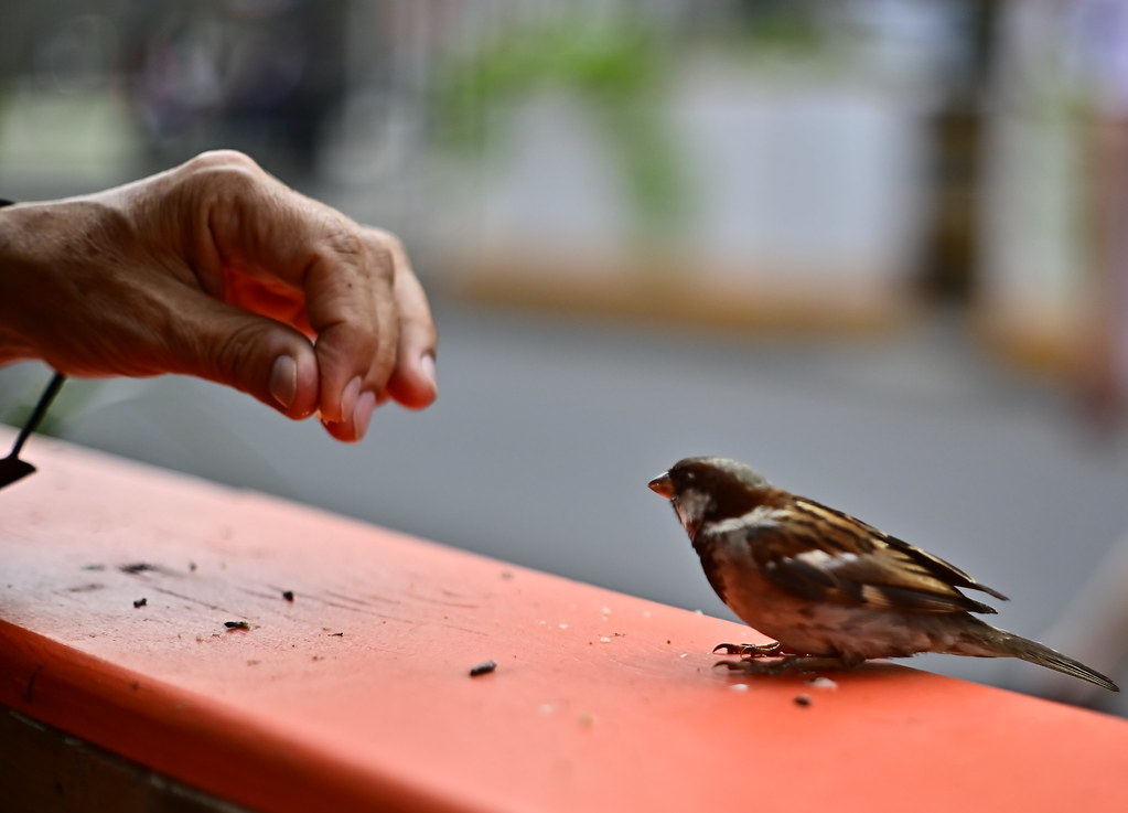 Hand and the Sparrow