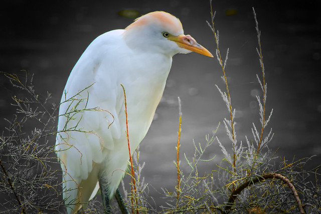 Egret - Egretta