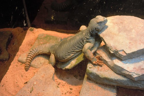 Fort Lauderdale, FL - Museum of Discovery and Science - Here Be Dragons - Uromastyx