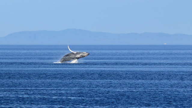 Baleine a bosse, série 12 photos