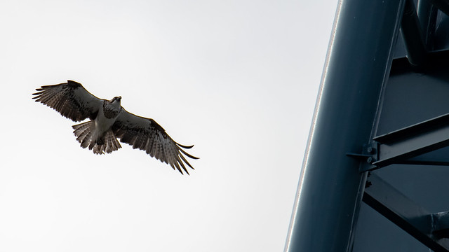 Eastern Osprey flying near its nest in the lighting tower