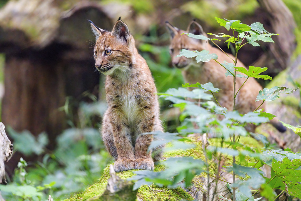 Young lynx posing well