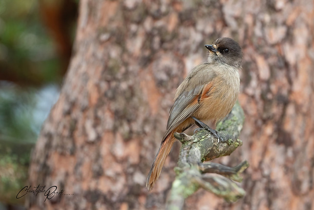 Mésangeai imitateur - Perisoreus infaustus (Parc national de Fulufjället, Suède)