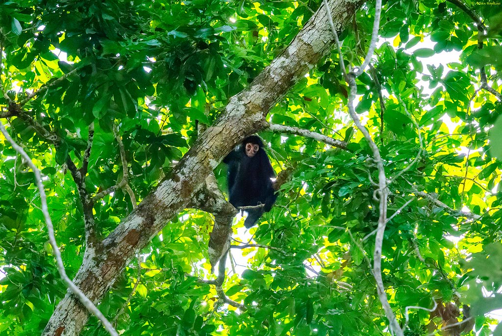 Guiana Spider Monkey (Ateles paniscus)
