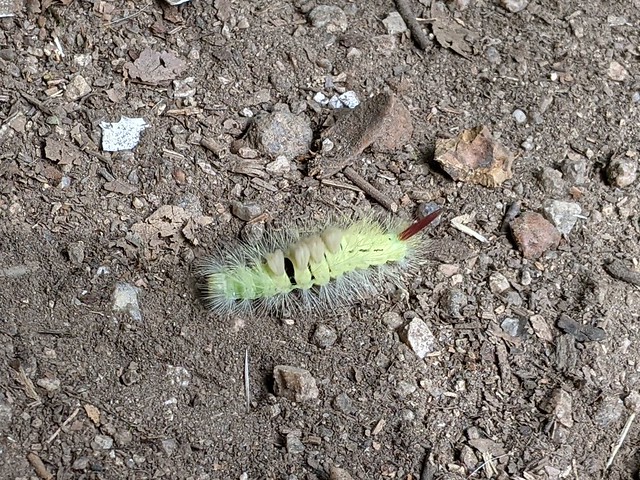 Pale Tussock Caterpillar / Buchen-Streckfuß
