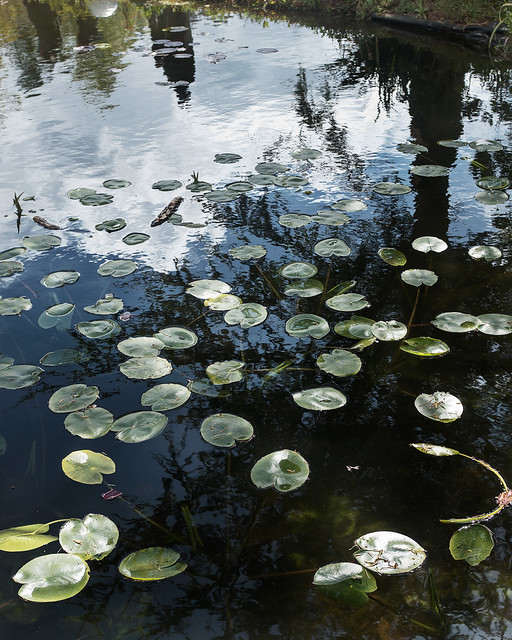 Lily pond, Kingham House