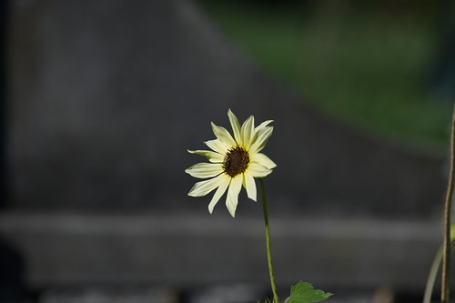 NFX_7537