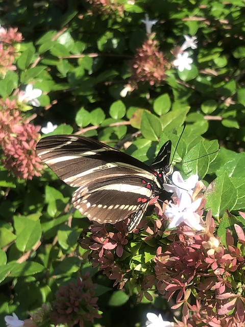 Zebra Long Wing Butterfly 9/26