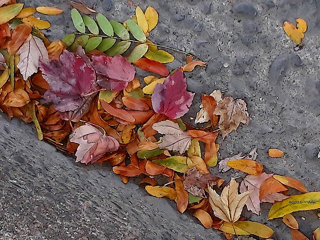 Even Autumn Leaves in a Gutter Have a Certain Charm & Beauty