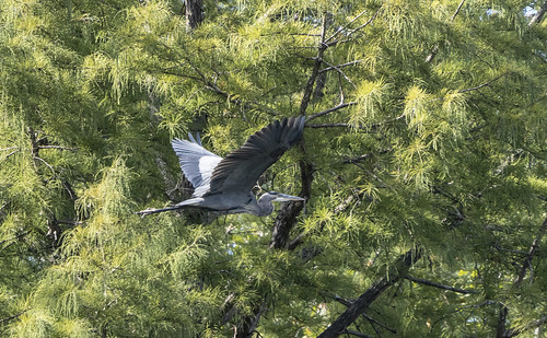 gbh greatblueheron heron bird wing tree bufordpond deerrununit currentriverconservationarea mdc ellington barnesville mo birdwatching