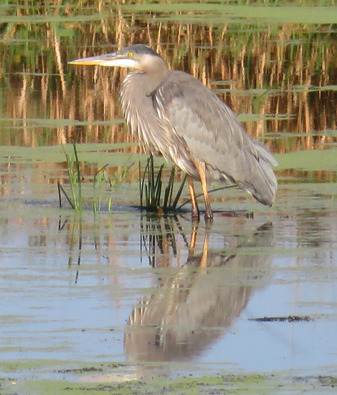 Great Blue Heron along Tomorrow River State Trail