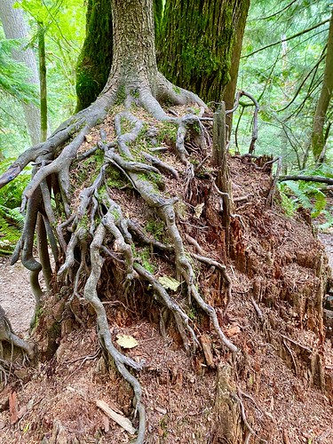 Nurse log with tree growing on it