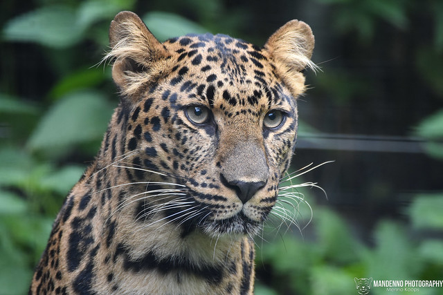 African leopard - Pakawipark