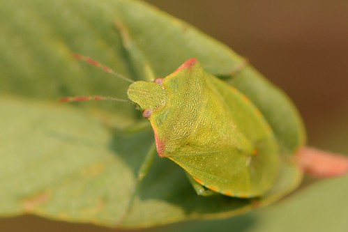 Stink Bug on a leaf of California Coffeeberry | by Treebeard