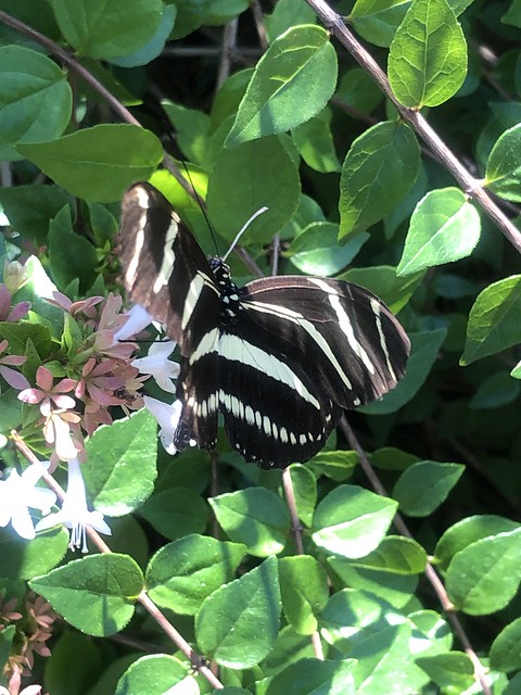 Zebra Long Wing Butterfly 9/26