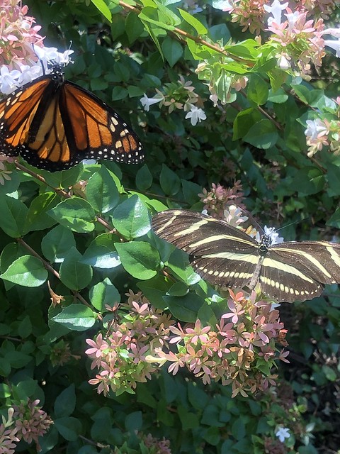 Zebra Long Wing Butterfly 9/26 & Monarch