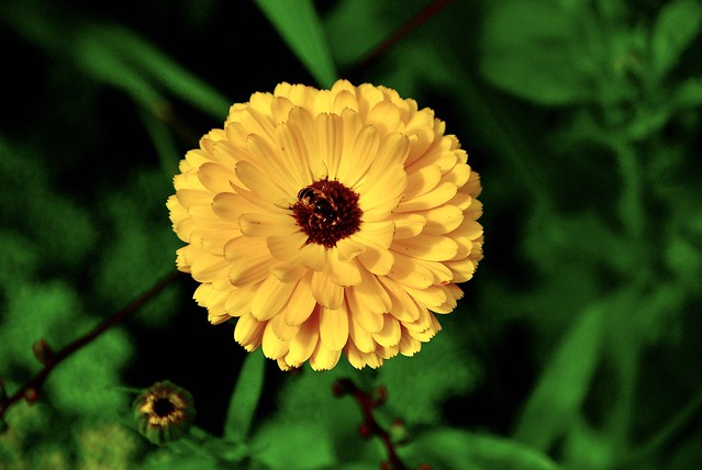 Yellow Flower in Kilmacurragh Gardens