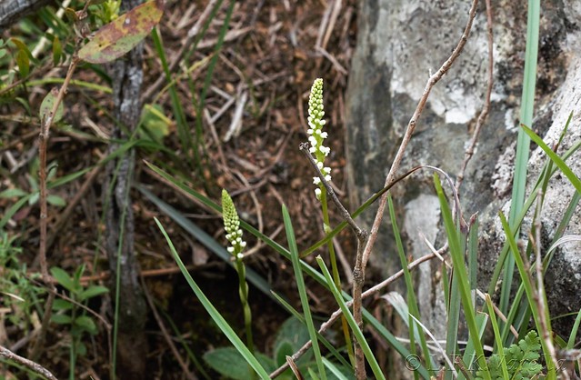 Prescottia densiflora 3