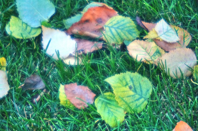 Leaves On Lawn