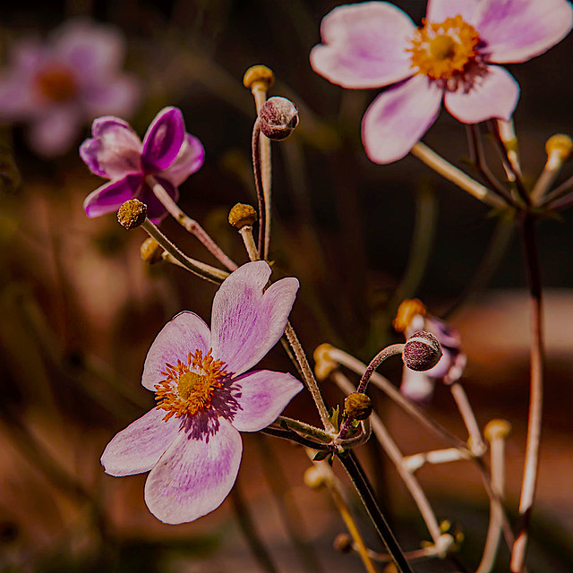 Beautiful flowers of Battery Park City (Nikon D7500 SigmaLense50.0-150.0mm f/2.8 ƒ/11.0  102.0mm 1/200  ISO250)