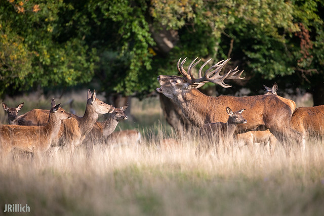 Red deer mating season @ Kopenhagen 2021