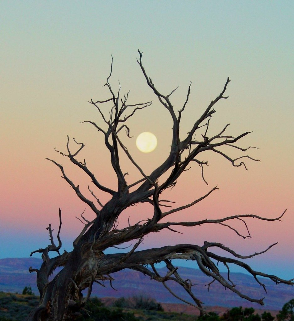 Desert Moon and Sky through Tree