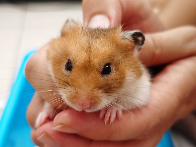 Henry the Hamster