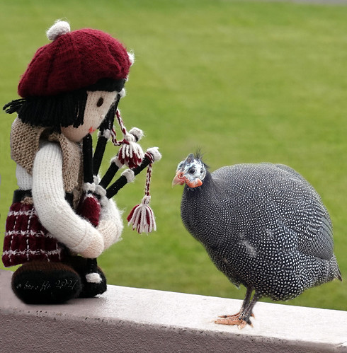 napier 021747 smileonsaturday rx100m6 newzealand bird outdoor outside dudelsack bagpipes doll puppe girl compositeimages perlhuhn guineafowl 030798 eurobin