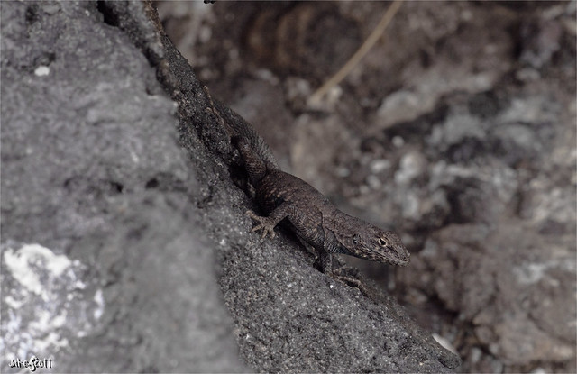 Dead Side-blotched Lizard (Uta lowei)