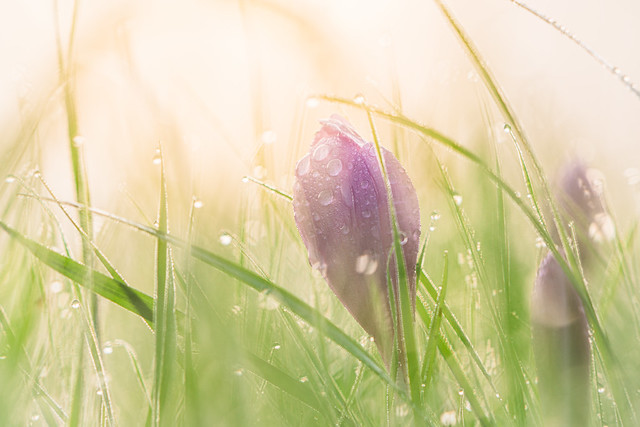 Autumn crocus in a meadow with dew at sunrise