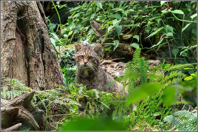 Scottish wildcat (Felis silvestris) captive