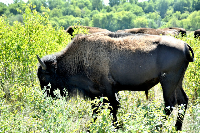 American Bison, Minnesota, Blue Earth County, Minneopa State Park