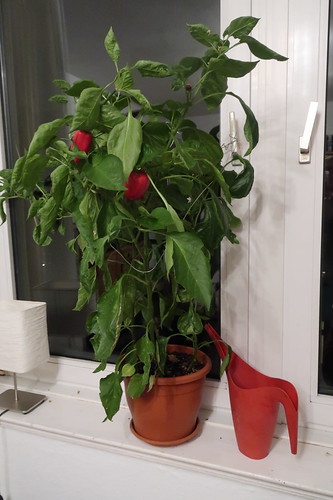 Paprika-Pflanze (die vom Balkon in unser Wohnzimmer umzog)