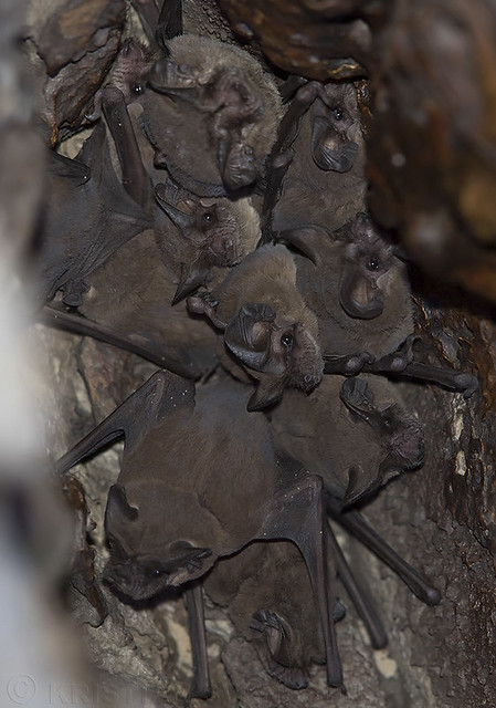 Mexican Free-tailed Bat (Tadarida brasiliensis)
