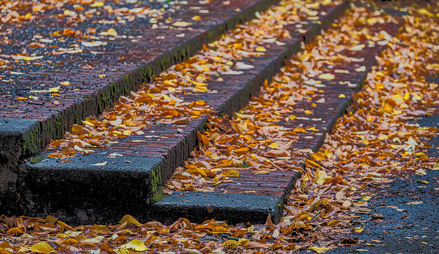 Soggy Leaves on Steps 1 of 2