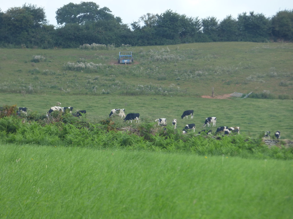 Georgian Landscape Garden at Hestercombe - cows in a field