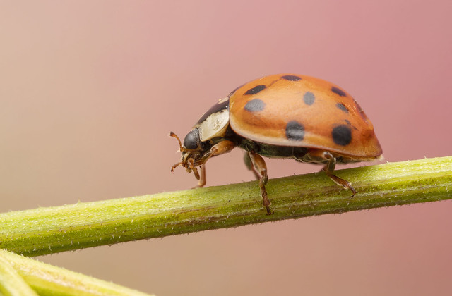 Harlequin lady beetle Ontario